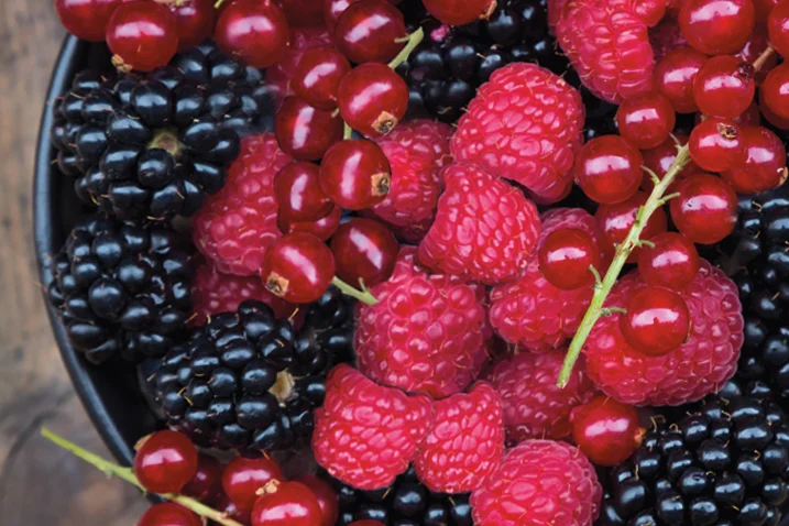 Schale mit Himbeeren, Brombeeren und Johannisbeeren